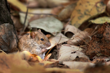 Brown mouse in yellow foliage