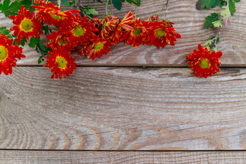 Red chrysanthemums on wooden background. Top view, copy space