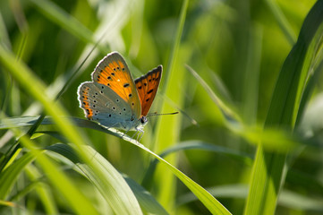 Red butterfly on the grass, red, green, summer, greens, macro, macro photo, insects