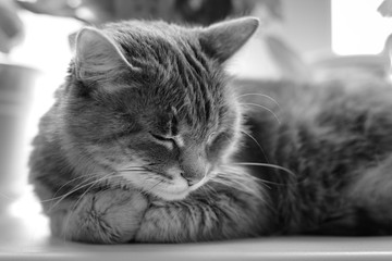 Black and white photo of a sleeping cat on the windowsill
