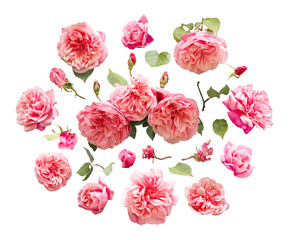 Set of fresh rose flowers and green leaves isolated on white background. Decorative design elements
