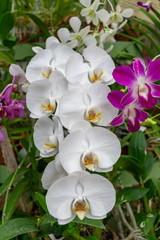 Naklejka na ściany i meble White color orchid flowers blooming in the Royal Botanical Garden Peradeniya, Kandy Sri Lanka