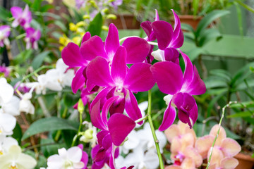 Purple color orchid flowers blooming in the nature garden background