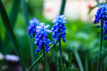 bright blue flowers floral background bloom blue hyacinths selective focus blurred background