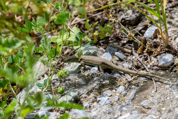 Erhard's Wall Lizard (Podarcis erhardii syrinae) sitting on a stones close-up in a sunny day