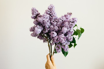 Hand holding a branch of beautiful purple lilac on white background