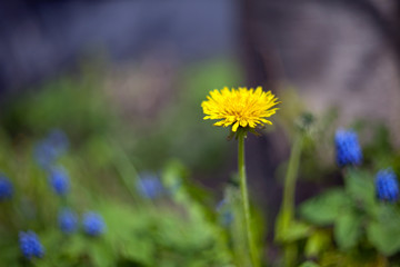 Dandelion flower on a blurred background with leaves on a meadow with leaves in background