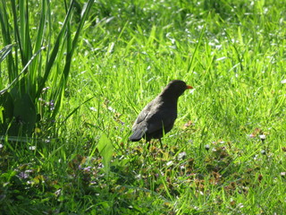 Black bird on grass