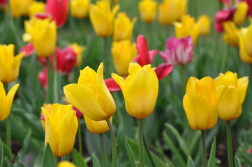 Fototapeta premium Colorful yellow and red tulip flower bed