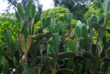 field of cactus