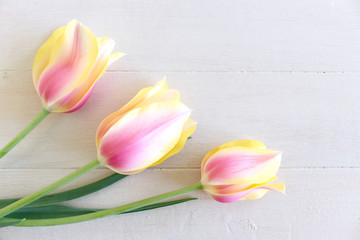Styled stock photo. Spring feminine scene, floral composition. Bunch of beautiful tulips on white background. Flat lay, top view.Empty space for your text. Spring greetings card with tulips .