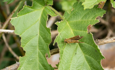 Brown little butterfly