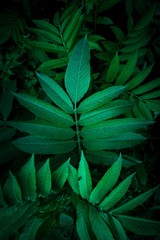 green plant leaves textured in the garden in summer