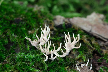Coral mushroom, Lentaria subcaulescens, growing on a very old oak in Finland
