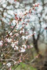 Beautiful flowering apricot tree in spring time