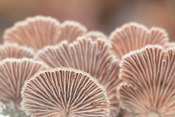 Gillies, Split Gills or Split giil, Schizophyllum commune, is an important medicinal mushroom with antiviral properties