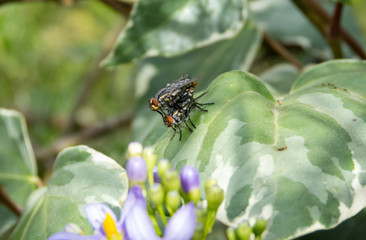 A couple of flies, mating