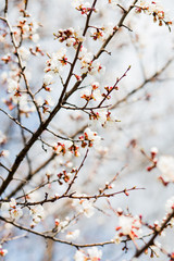 Obraz premium Beautiful flowering apricot tree in spring time