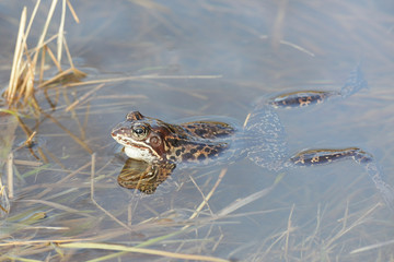 Common frog, Rana temporaria, also known as the European common frog, European common brown frog and European grass frog, on a pond filled with spawn