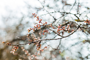 Beautiful flowering apricot tree in spring time