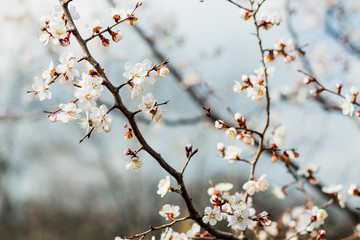 Beautiful flowering apricot tree in spring time