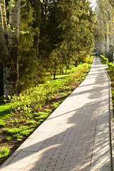 Spring Park in the city. path in the flowered park