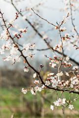 Beautiful flowering apricot tree in spring time