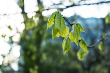 green fresh leaf on the tree