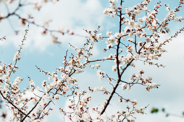 Beautiful flowering apricot tree in blue sky