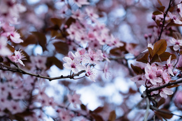 blooming cherry tree closeup. blurred background