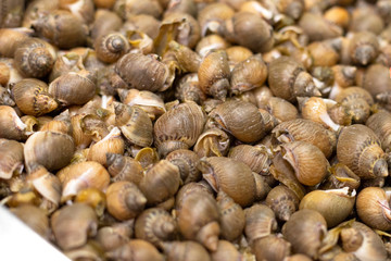 close up pf a lot of edible snails on the showcase with ice