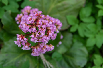 Purple flowers on green leaves background. Top viev. Selective focus. Copy space.