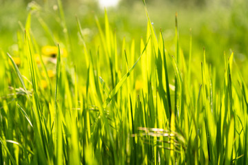 green grass closeup. spring time. blurred background