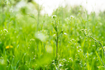 green grass closeup. spring time. blurred background