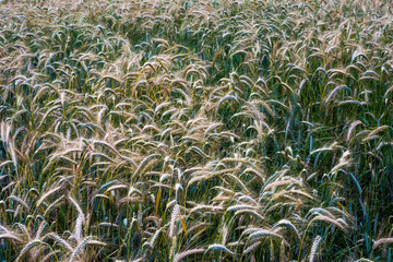 Wheat field on a sunny spring day