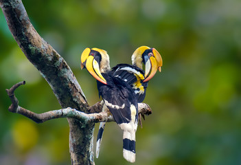 Two Great hornbill on branch on green background.