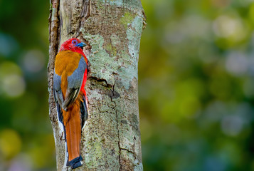 Red-headed Trogon Caught on the mouth of the cavity on tree.