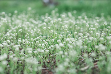 a green field with white wildflowers,spring flowers