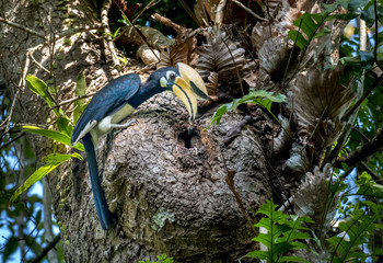 Oriental pied hornbill Perched at the mouth of the cavity Give baby food © sunti