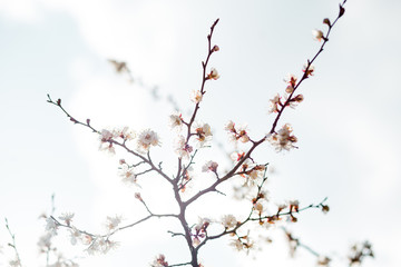 Beautiful flowering apricot tree in spring time
