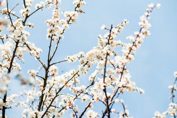 Beautiful flowering apricot tree in blue sky