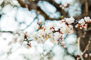 Beautiful flowering apricot tree in spring time