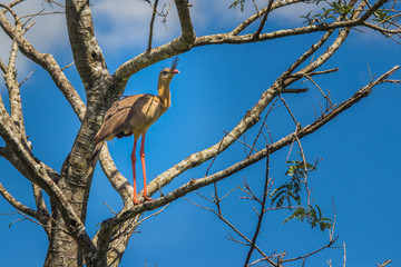 Brazilian Savannah Bird This bird is very rare in Brazilian Savannah