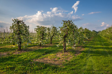 Blooming tree in spring orchard near Czersk, Poland