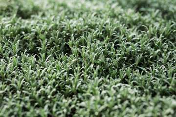 Fresh green grass close-up, green grass carpet