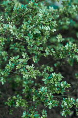 small green leaves of the Bush on nature background