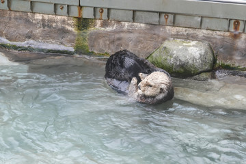 Sea otter rubbing face and body inside Vancouver aquarium