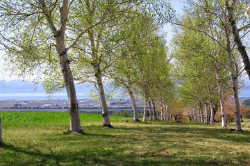 春の町営牧場（福島県・猪苗代町）