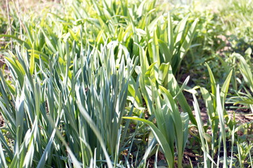 Yellow spring flowers in the field