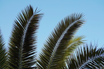 green palm tree leaves in the nature in summer, tropical trees in the nature